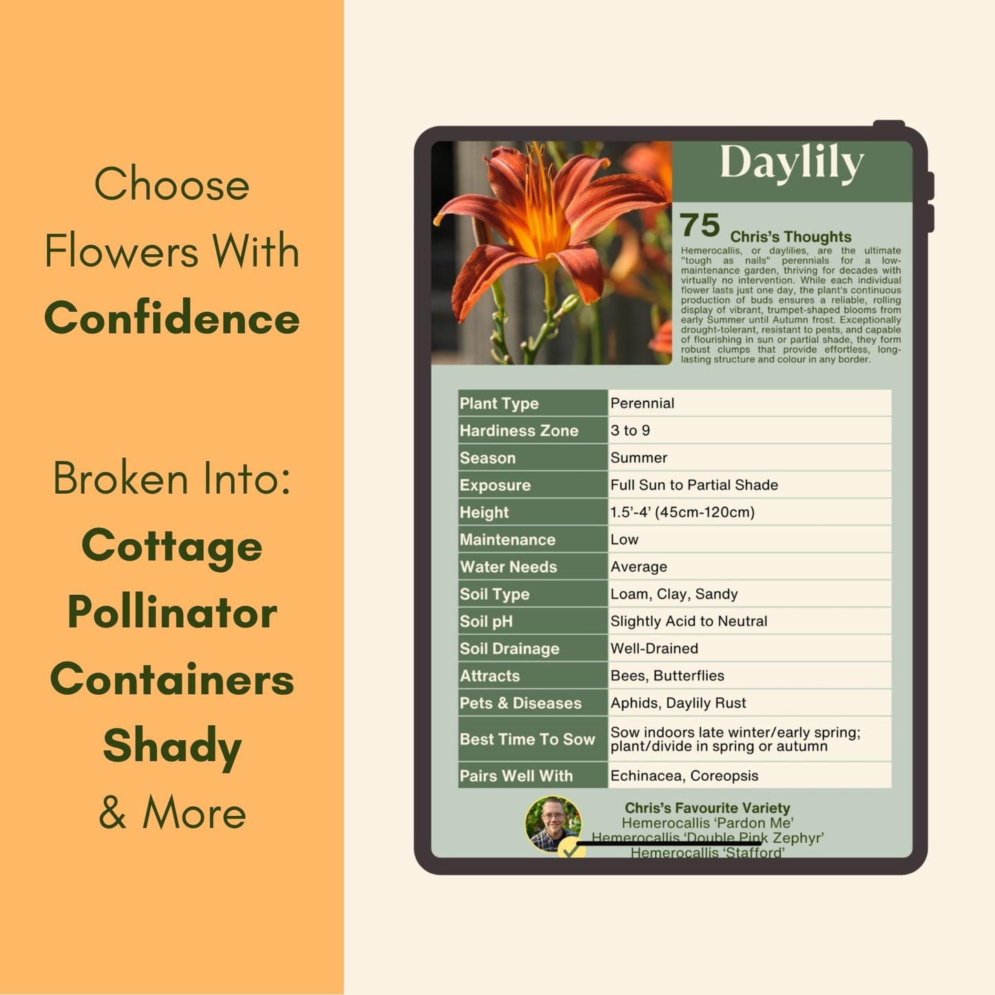 Card with information about Daylily flowers on an orange and white background