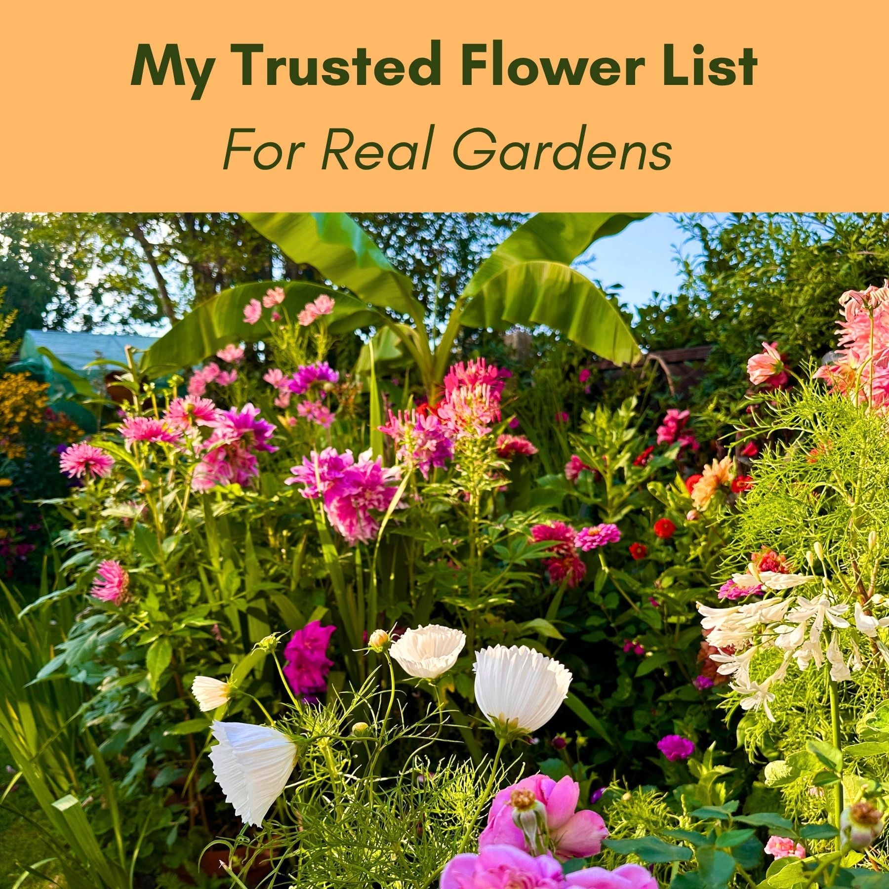 Garden with pink and white flowers under a clear blue sky